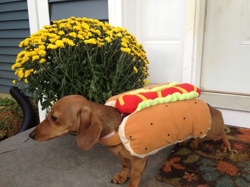 Ultimate Guide to Hot Dog Costumes for Adults: Expert Review & Buying Tips