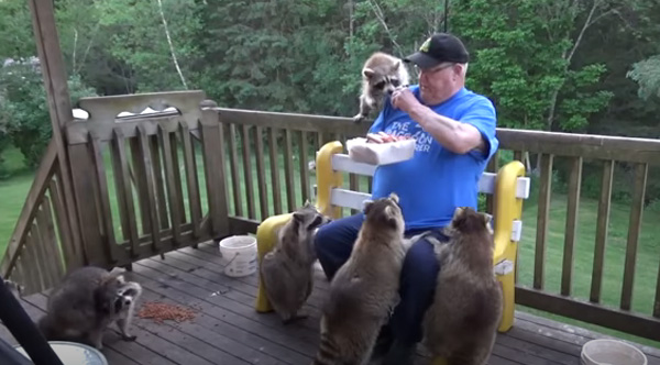 Man Feeding Raccoons Hot Dogs: Expert Guide to Safe & Ethical Practices