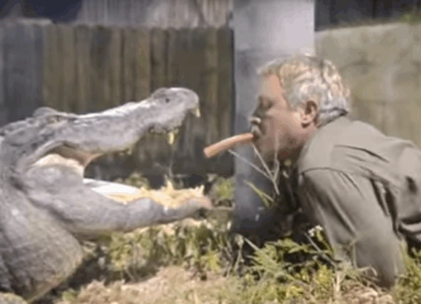 Alligator Hot Dog: A Deep Dive into This Exotic Delicacy