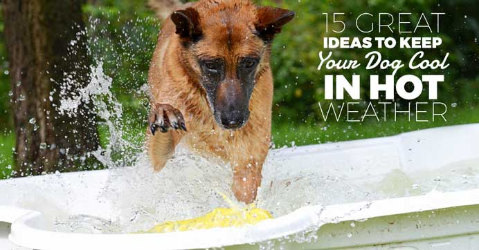 Best Dogs for Hot Weather: Breeds That Thrive in the Heat