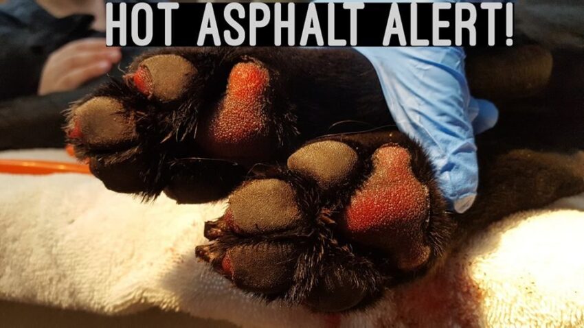 Hot Paws on Dogs: Symptoms, Causes, Treatment & Prevention