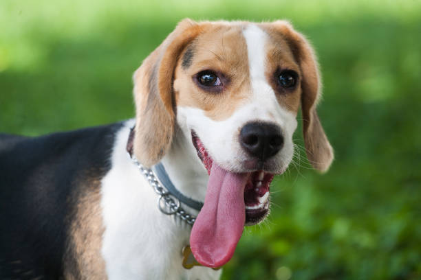 Dog Tongue Hot? Understanding Causes, Symptoms & Prevention