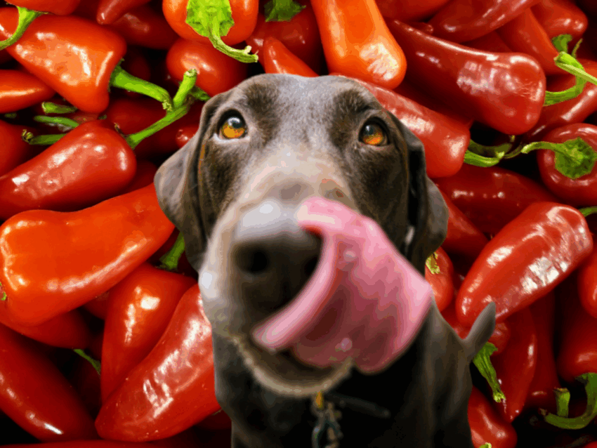 Can Dogs Eat Hot Peppers? Safety, Risks & Expert Advice