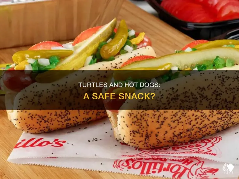 Can Ducks Eat Hot Dogs? Expert Nutritional Guide & Safety Tips