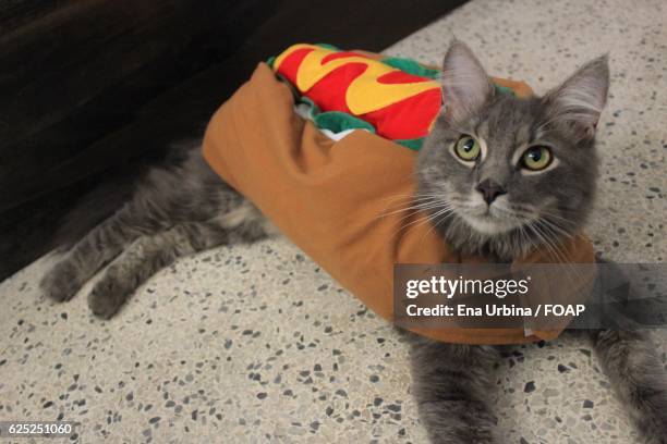 Purr-fectly Hilarious: The Ultimate Guide to Cat in Hot Dog Costume