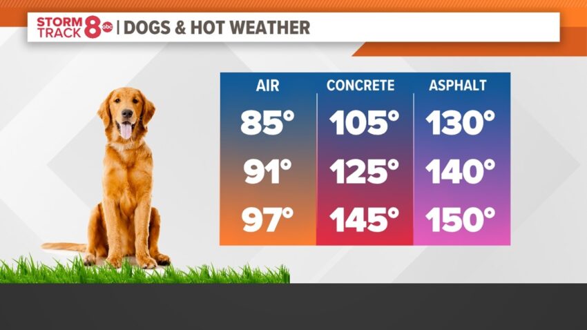 Walking Dog in Hot Weather: Expert Guide to Safety & Comfort