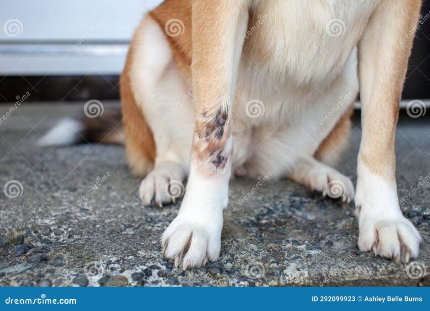 Dog Hot Spot Paw: Relief, Treatment & Prevention (Expert Guide)