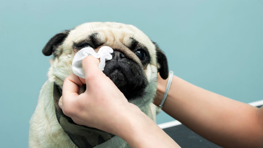 Dog Has a Hot Nose? Expert Guide to Causes, Symptoms & When to Worry