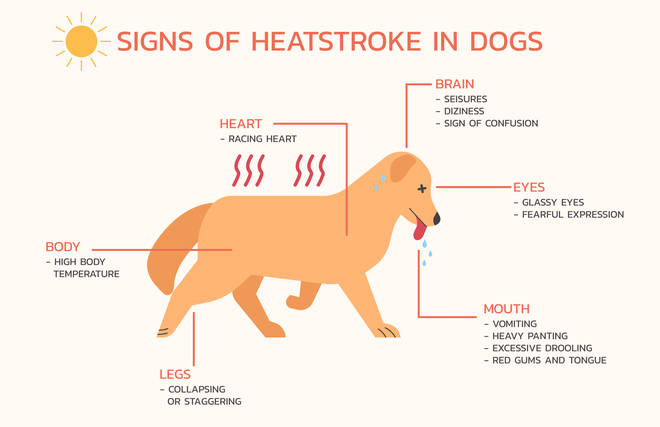 Dog Feels Hot? Expert Guide to Symptoms, Relief & Prevention