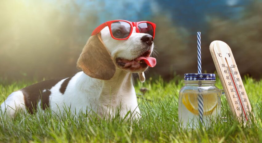 Do Dogs Get Hot? Expert Guide to Preventing Dog Heatstroke