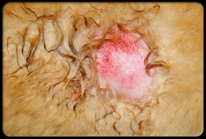 Dog Hot Spots Images: Diagnosis, Treatment, and Prevention Guide