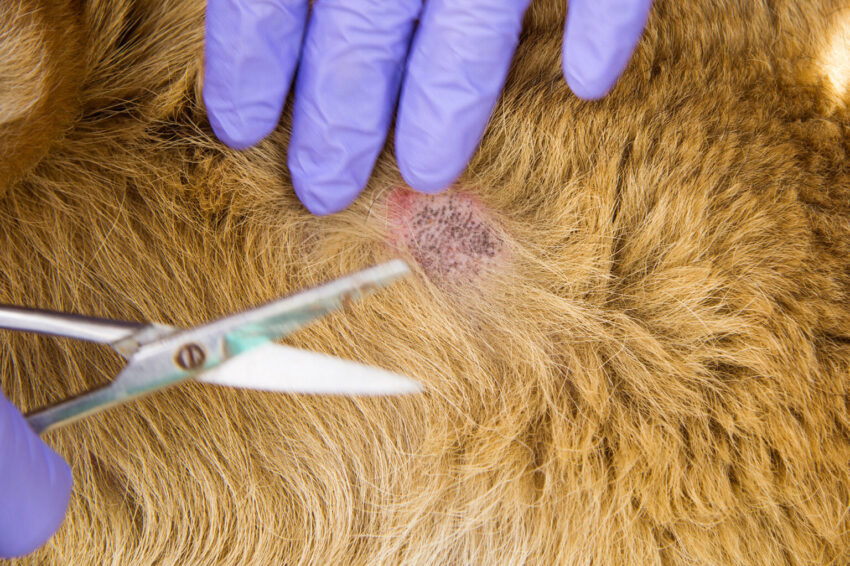 Dog Hot Spot Infection: Expert Guide to Treatment & Prevention