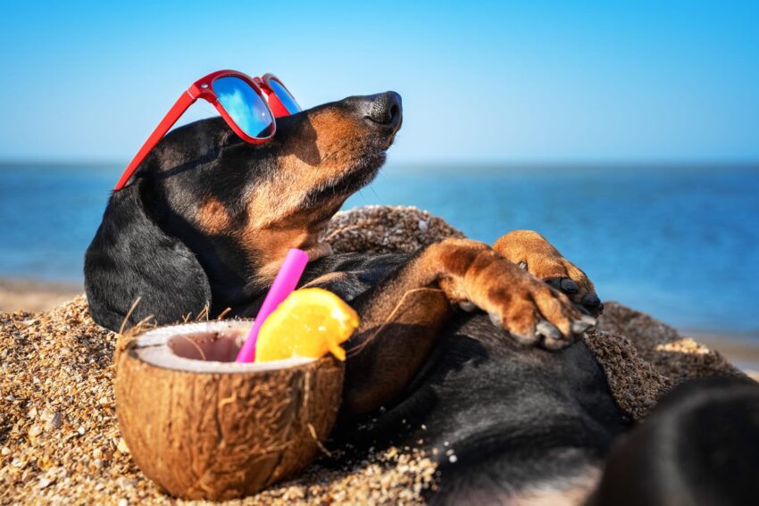 Best Hot Weather Dogs: Breeds, Care & Keeping Cool