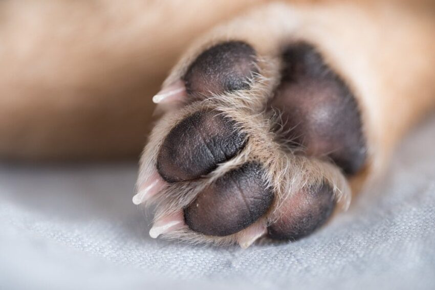 Hot Spot on Dogs Foot: Causes, Treatment & Prevention (Expert Guide)