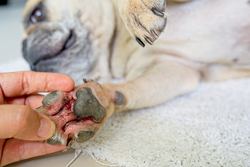 Hot Dog Paws: Causes, Symptoms & Expert Relief Guide [2024]