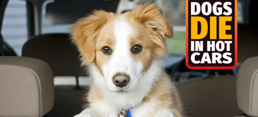 Hot Cars & Dogs: Protecting Your Furry Friend – A Comprehensive Guide