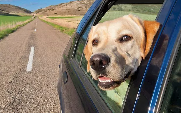 Dogs Die in Hot Cars: Expert Guide to Prevention & Action