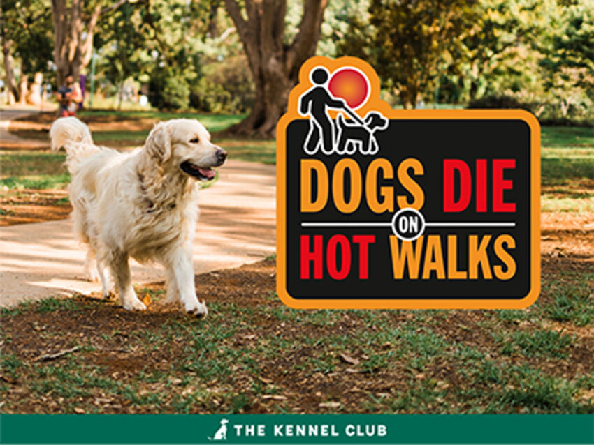 How Hot is Too Hot to Walk a Dog? Expert Guide [2024]