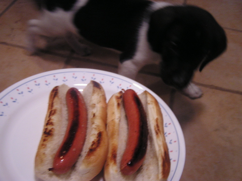 Can Puppies Have Hot Dogs? Expert Guide to Safe Treats