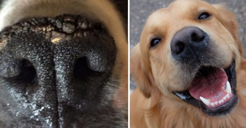 Hot Dry Nose Dog: Causes, Symptoms & Expert Care Guide