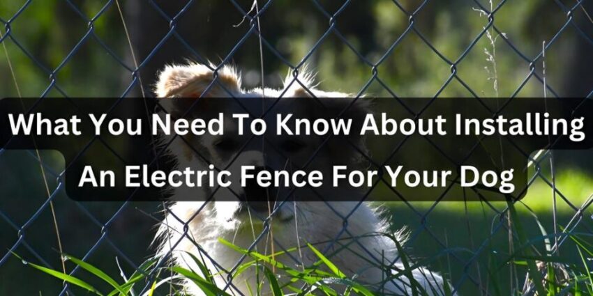 Keep Your Canine Safe: A Comprehensive Guide to Fence Hot Wire for Dogs