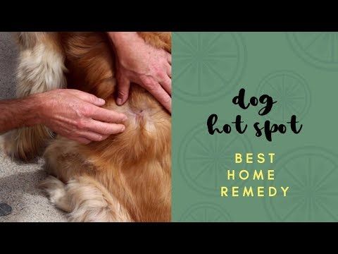 Soothe Your Pup: Effective Home Remedies for Dog Hot Spots
