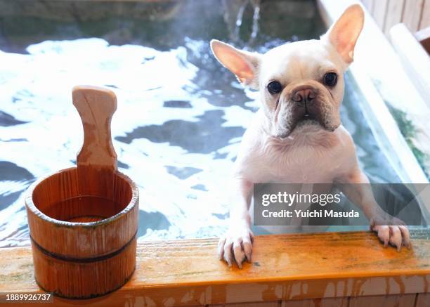 Dog in Hot Tub: Safety, Risks & Expert Advice for Owners