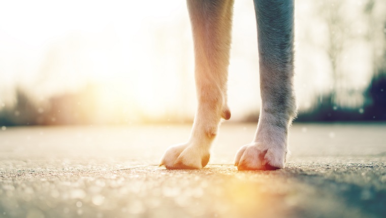 Hot Pavement & Dog Paws: Protecting Your Pup This Summer
