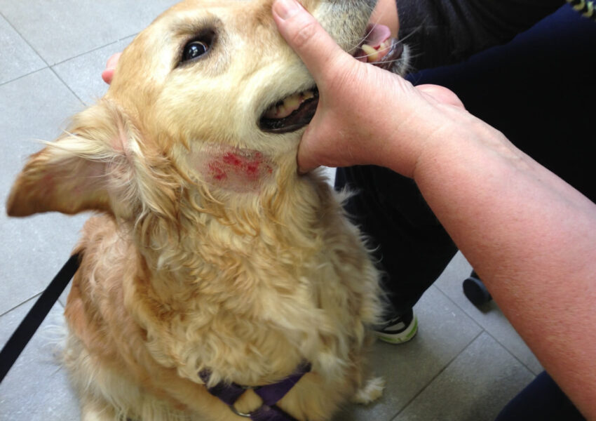 Hot Spot Dog Face: Expert Guide to Causes, Treatment & Prevention