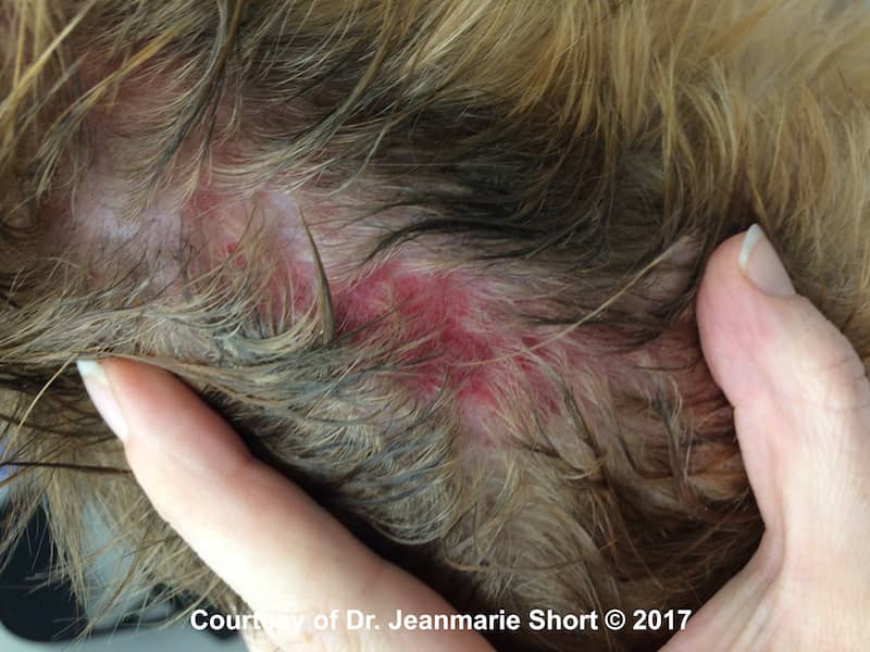 Dog Hot Spots on Head: Causes, Treatment, & Prevention (Expert Guide)