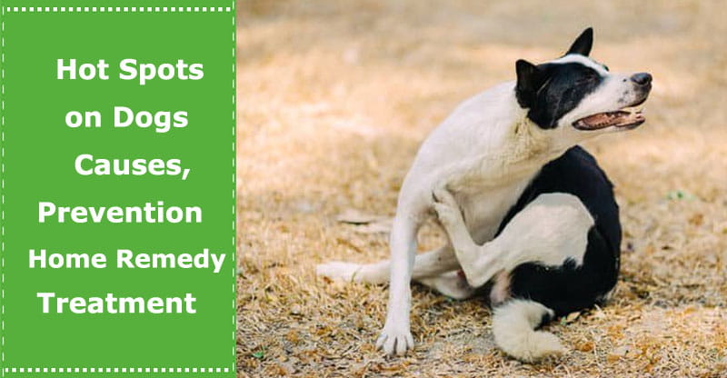 Dog Hot Spots Home Remedies: Expert Guide to Soothing Your Pup