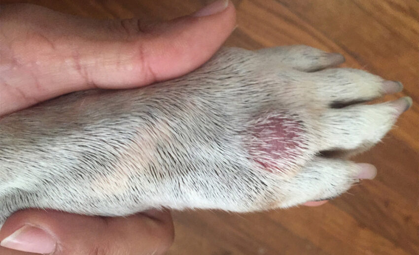 Treat Dog Hot Spot: The Ultimate Guide to Relief & Prevention