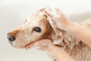 Dog Hot Spot Shampoo: The Ultimate Guide to Soothing Your Pup’s Itch