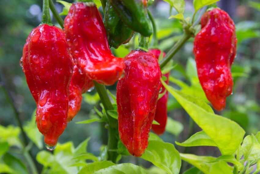 Ghost Pepper Hot Dogs: The Ultimate Guide to Fiery Franks