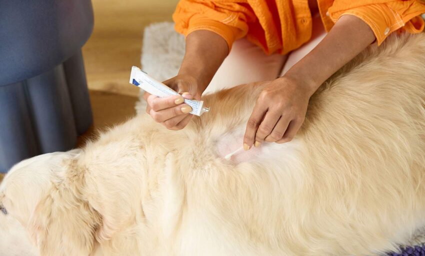 Antibiotics for Dog Hot Spots: Expert Guide to Safe & Effective Treatment