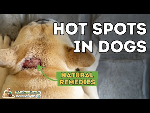 Dog Hot Spots Home Remedy: Expert Guide to Soothing Relief