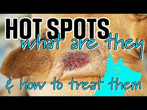 Dog Hot Spot on Tail: Expert Guide to Relief & Prevention