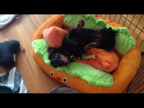 The Ultimate Guide to Hot Dog Beds for Dachshunds: Comfort & Style