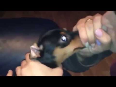 Hot Dog Blow Up: Expert Guide to Prevention, Causes & Solutions