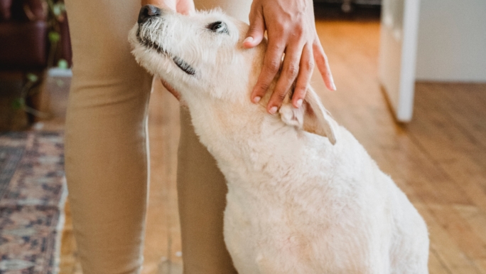 Dog Ear Hot Spot Relief: Expert Guide to Soothing Your Pup’s Itch
