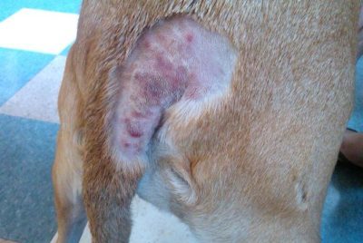 Neosporin on Dog Hot Spot: Safe & Effective Treatment?