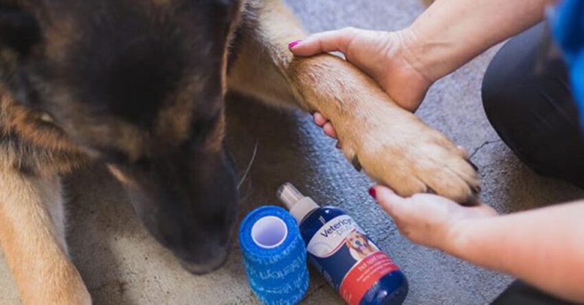 Best Hot Spot Dog Shampoo: Expert Reviews & Complete Guide [2024]