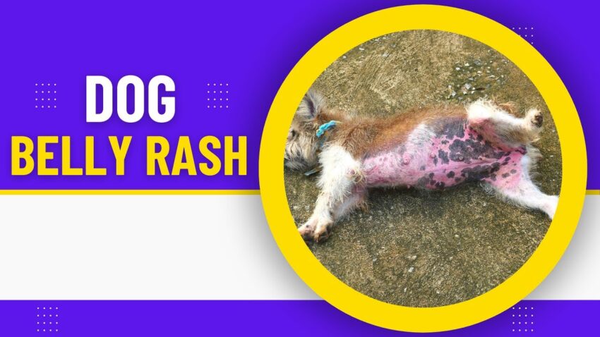 Dog Hot Belly: Causes, Symptoms, Relief & Prevention – Expert Guide