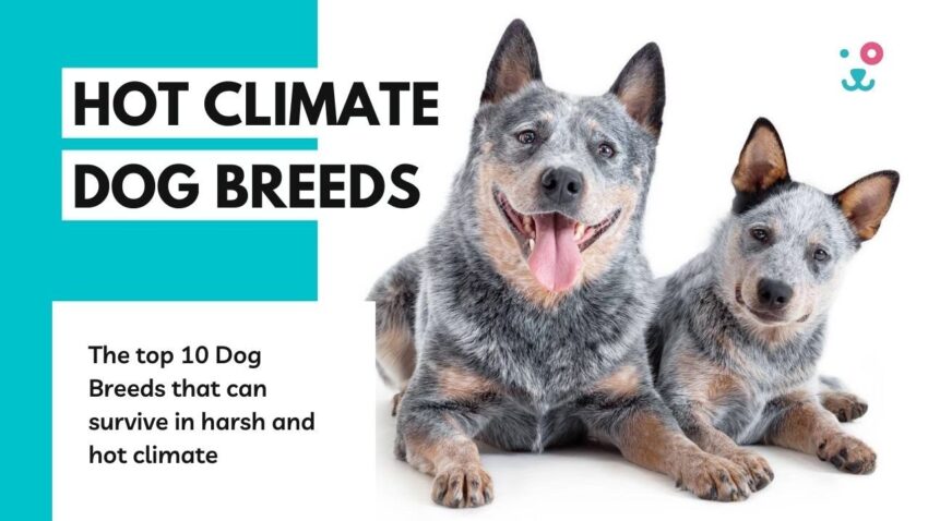 Dogs for Hot Climate: Choosing, Caring & Keeping Cool