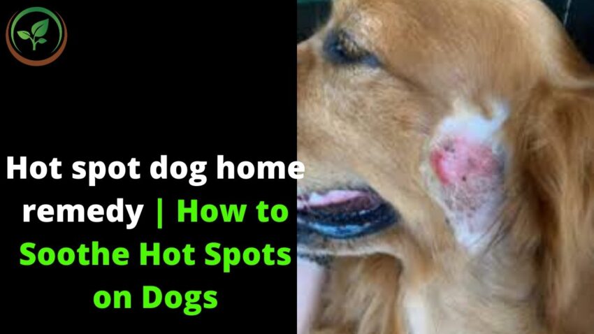 Best Dog Food for Hot Spots: Soothe Your Pup’s Itchy Skin!