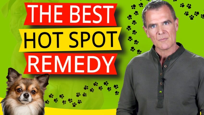 Treating Hot Spots on Dogs: Expert Guide to Relief & Prevention