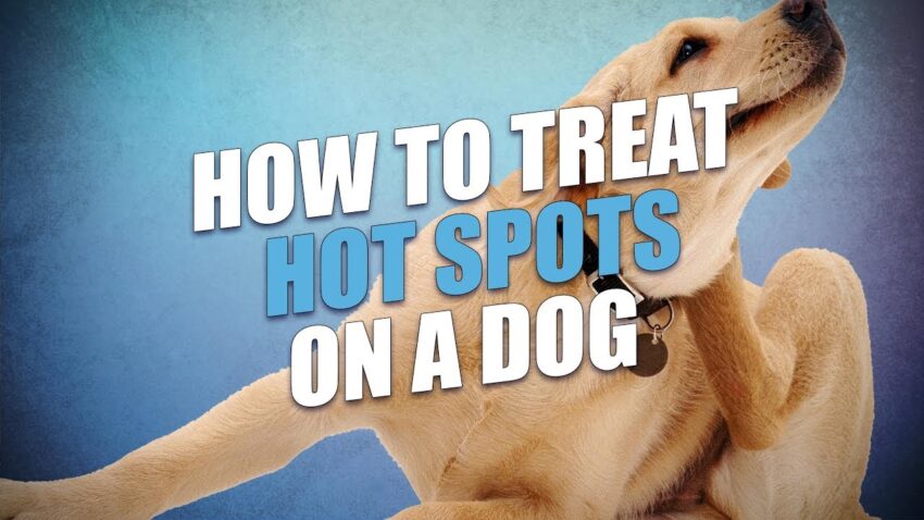Hot Spot Dog Ear: Expert Guide to Causes, Treatment & Prevention
