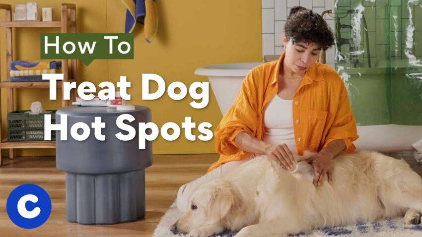 Soothe Your Pup: Effective Home Remedies for Dog Hot Spots