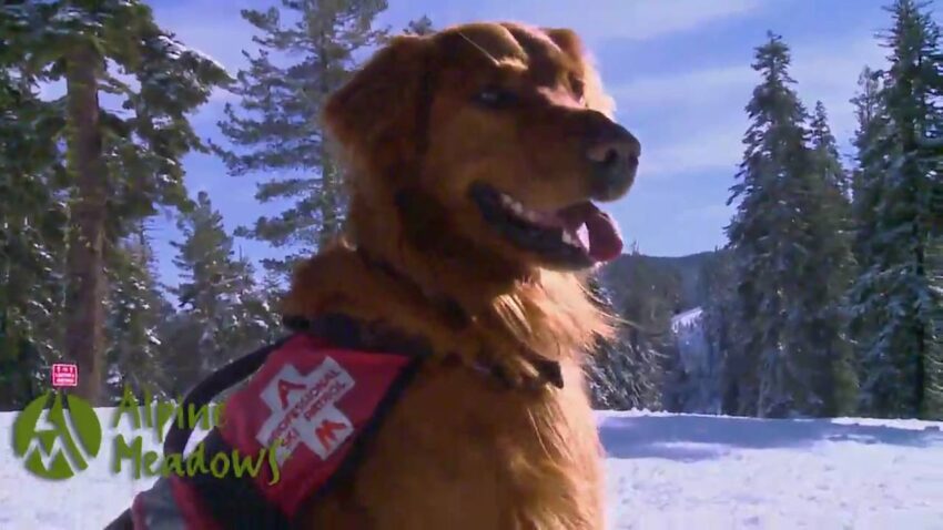 Alpine Hot Dogs: The Definitive Guide to High-Altitude Deliciousness