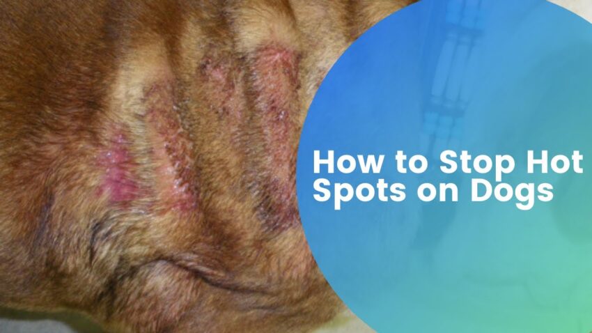 Do Hot Spots Hurt Dogs? Expert Guide to Symptoms, Treatment & Prevention